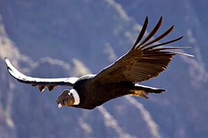 Parque Nacional Glaciares Fauna
