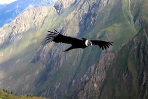 Parque Nacional Glaciares Fauna