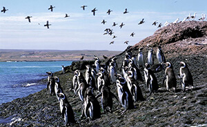 Parque Isla Pinguino