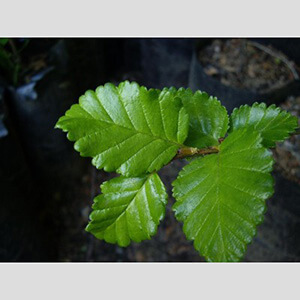 Parque Nacional Glaciares Flora
