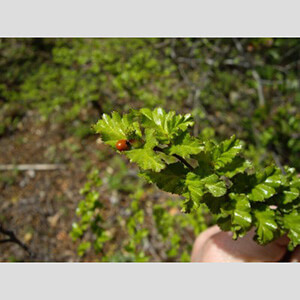 Parque Nacional Glaciares Flora